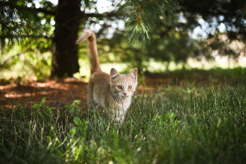 wie lang ist eine katze trächtig_2