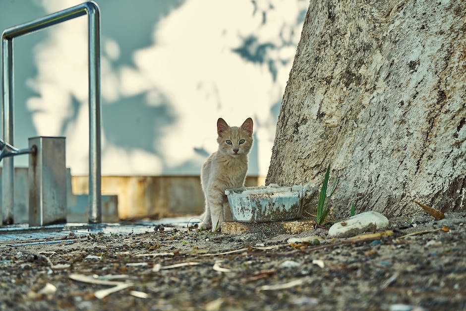 wie lange lebt eine britisch kurzhaar katze_1