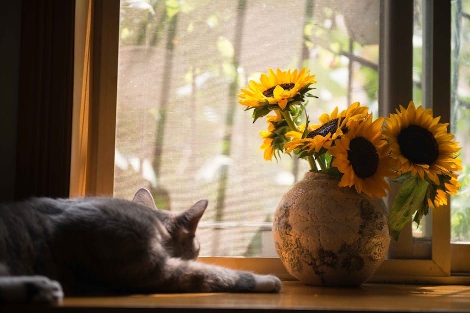 wie lange sind bkh katzen trächtig_2