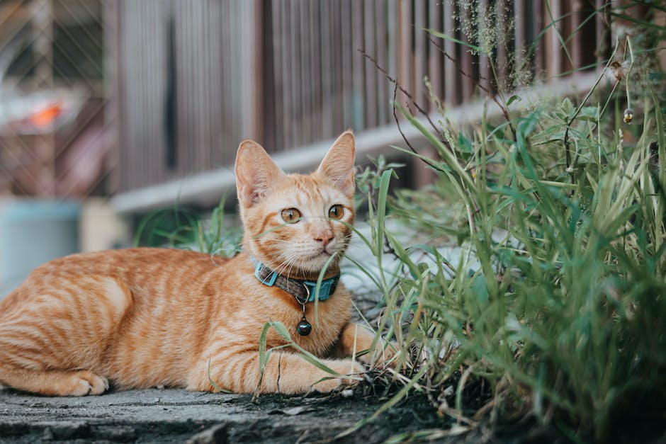  BKH-Katzenlebenserwartung