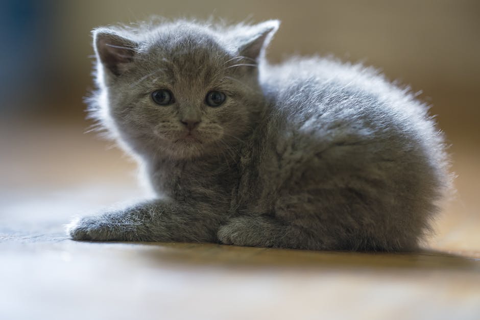 Britisch Kurzhaar Katze ausgewachsene Größe