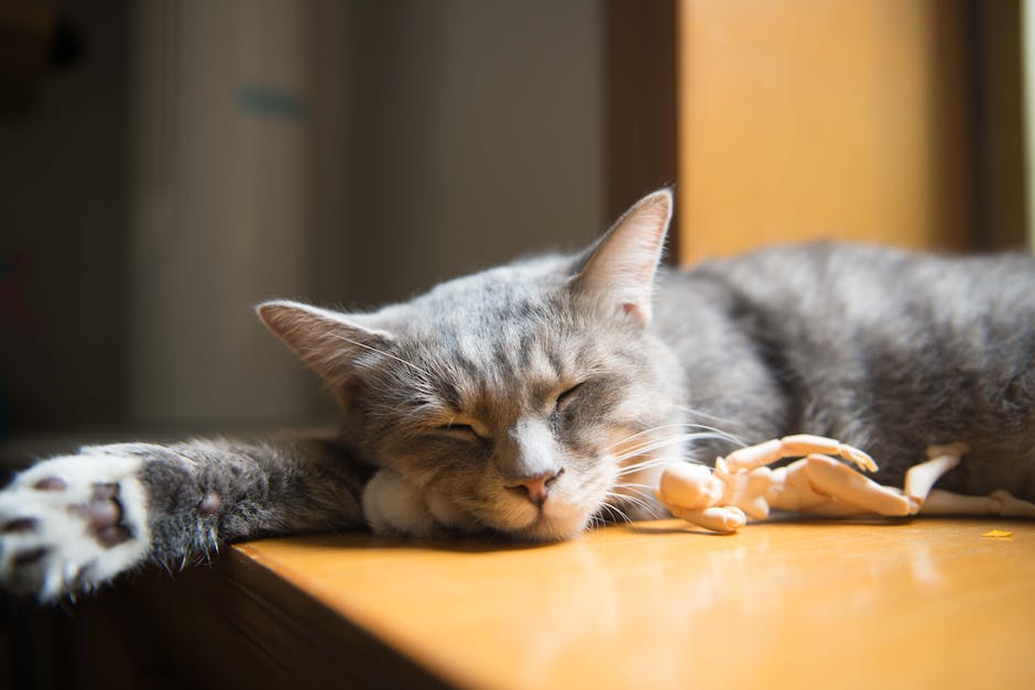 Geburtsanzeichen bei Katzen erkennen