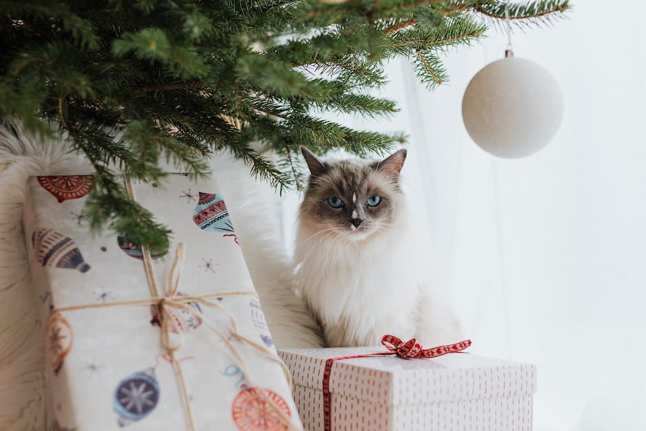 Größe einer 12 Wochen alten Katze