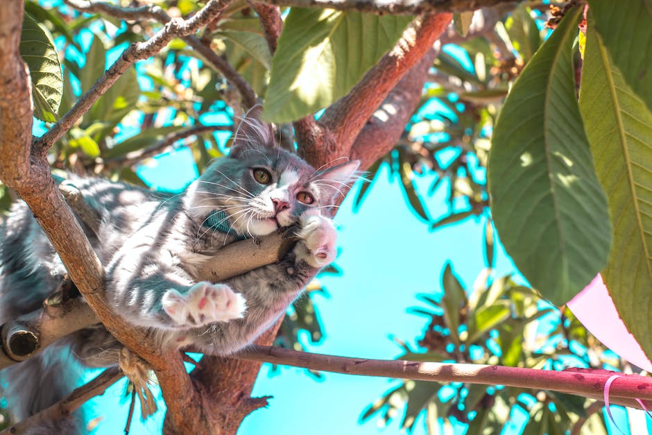 Katze-Altersbestimmungstest