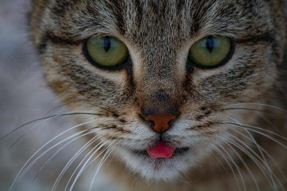 Katze Ausgewachsen Alter