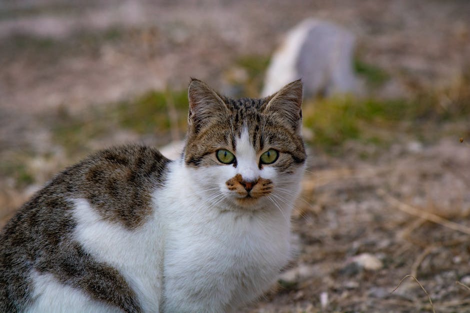  warum katzen ihr futter erbrechen