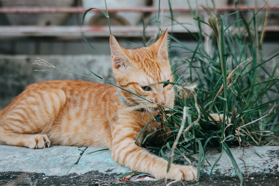 Katzen putzen, um Flöhe und andere Parasiten zu entfernen