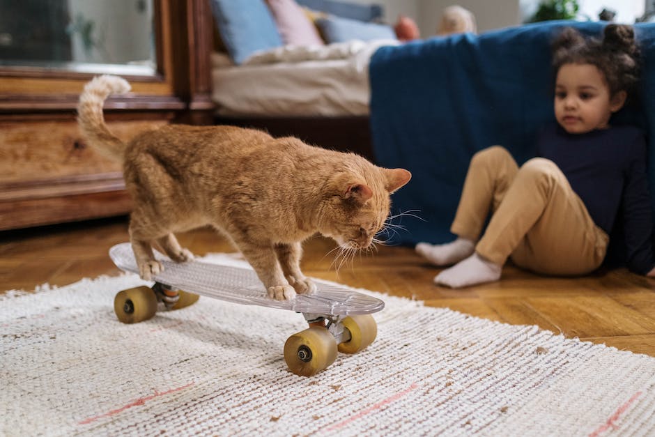 Katzenklo Problem - Ursachen und Lösungen