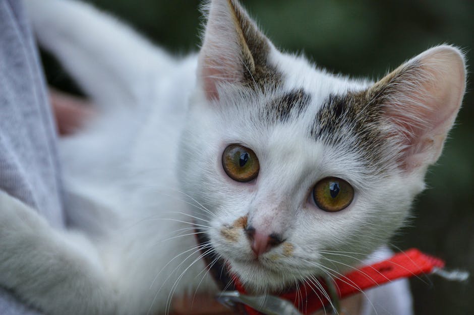  Warum Schwangere keine Katzen berühren sollten