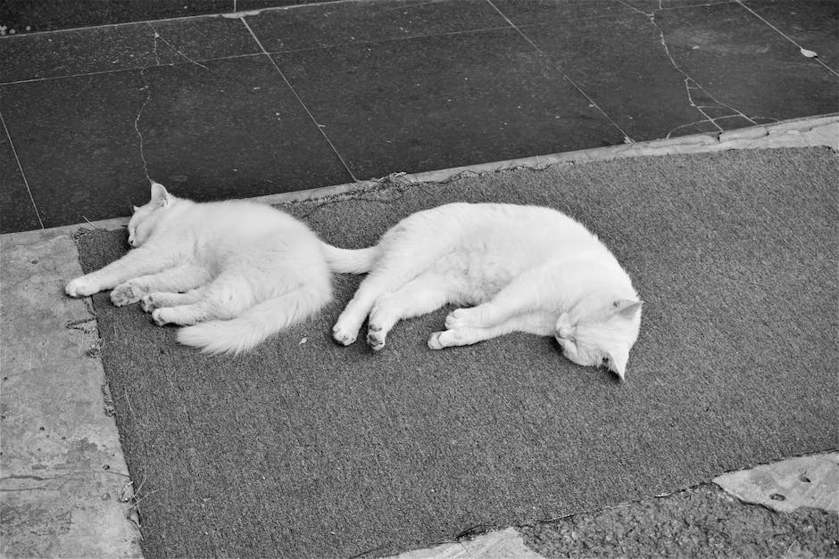 Sibirische Katzen Lebenserwartung