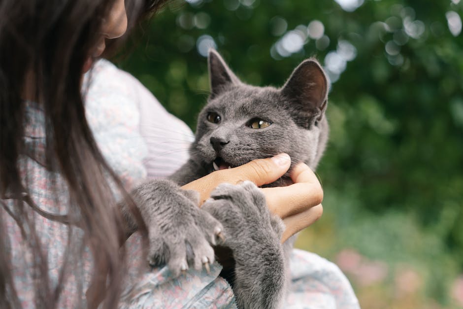  Zeckenabfall von Katzen