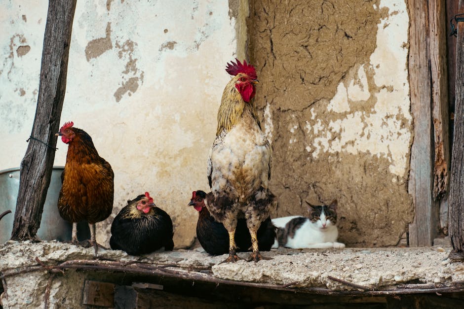 Katzenfuttermenge pro Tag für 6 Monate alte Katze