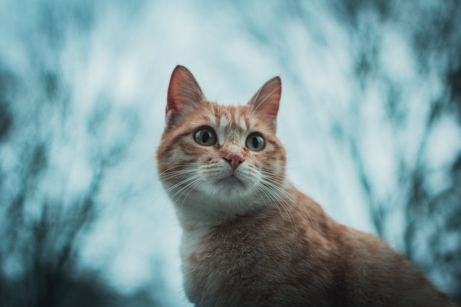 Warum miaut meine Katze so häufig